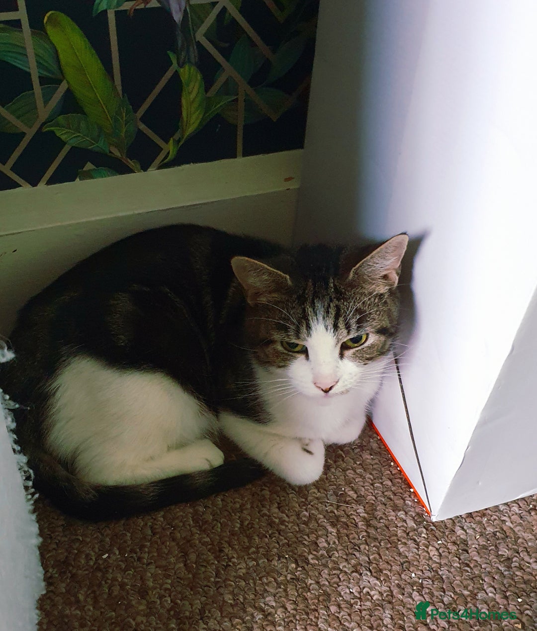 Mixed Breed cats for sale: Beautiful affectionate 4 year old female cat - Image 4