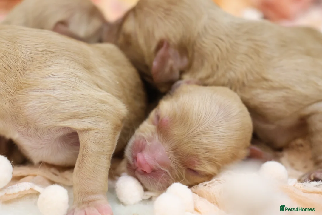 Cavapoo dogs for sale: Health Tested Cavapoo Puppies - Advert 12