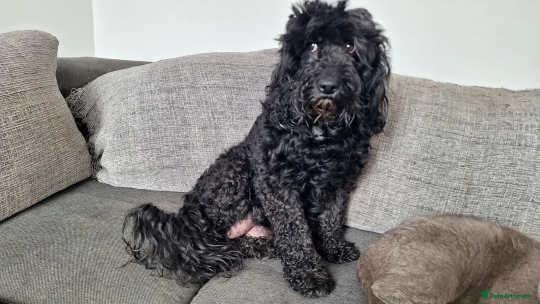 Cockapoo dogs for sale: Litter of three beautiful cockapoos. - Advert 2