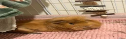 Guinea Pig rodents for sale: 4 bonded guinea pigs for sale  - Advert 1