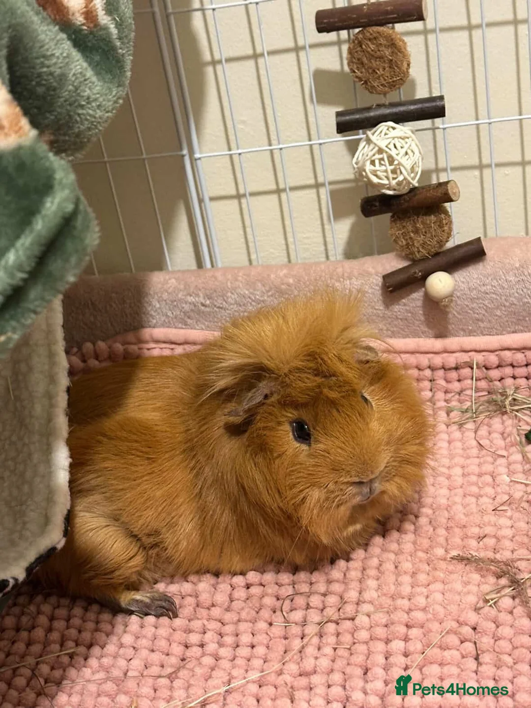 Guinea Pig rodents for sale: 4 bonded guinea pigs for sale  - Advert 1
