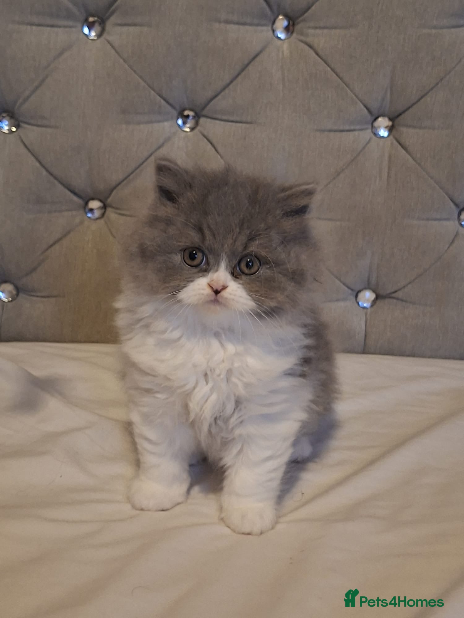 British Shorthair cats Gorgeous British shorthair and longhair💙💖🏆🏆 - Advert 2