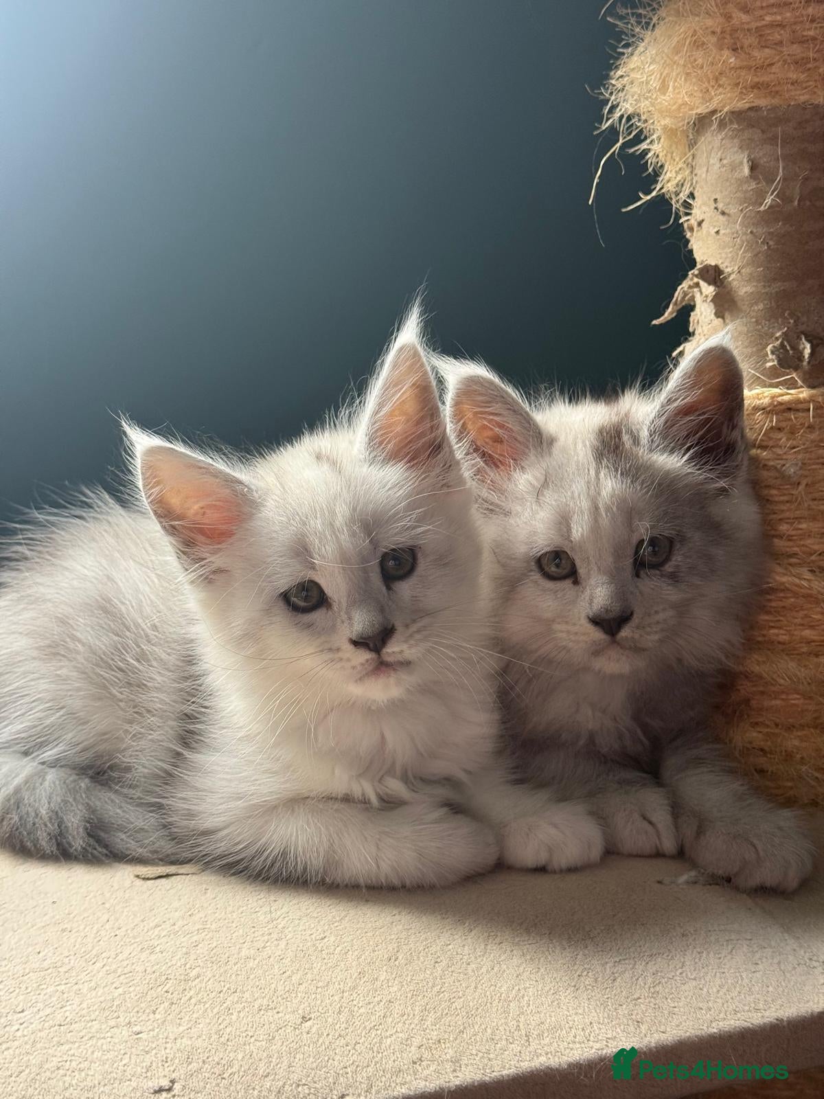 Maine Coon cats Tica premium Maine coon kittens from £850 - Advert 1
