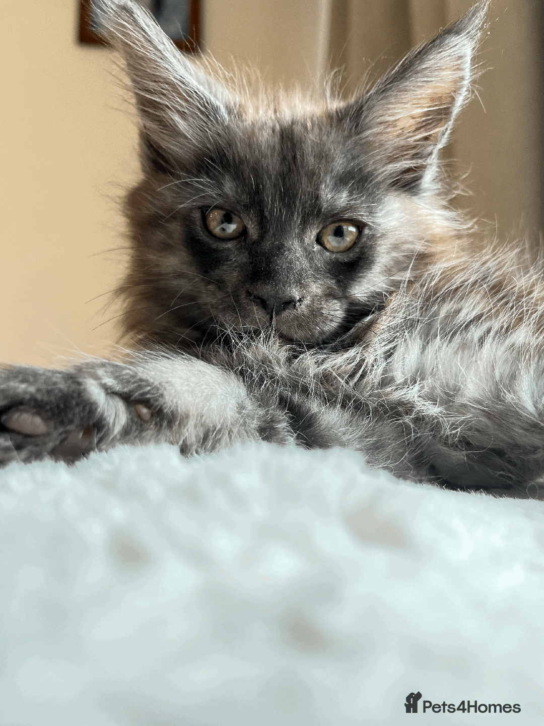 Maine Coon cats for sale: XXL CHAMPION RUSSIAN LINE.MAINE COON KITTENS - Advert 11
