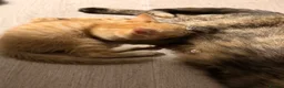 Mixed Breed cats for sale: Two beautiful male kittens  - Advert 10
