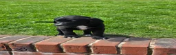 Mixed Breed dogs for sale: Labernese F1 Puppies - Advert 6