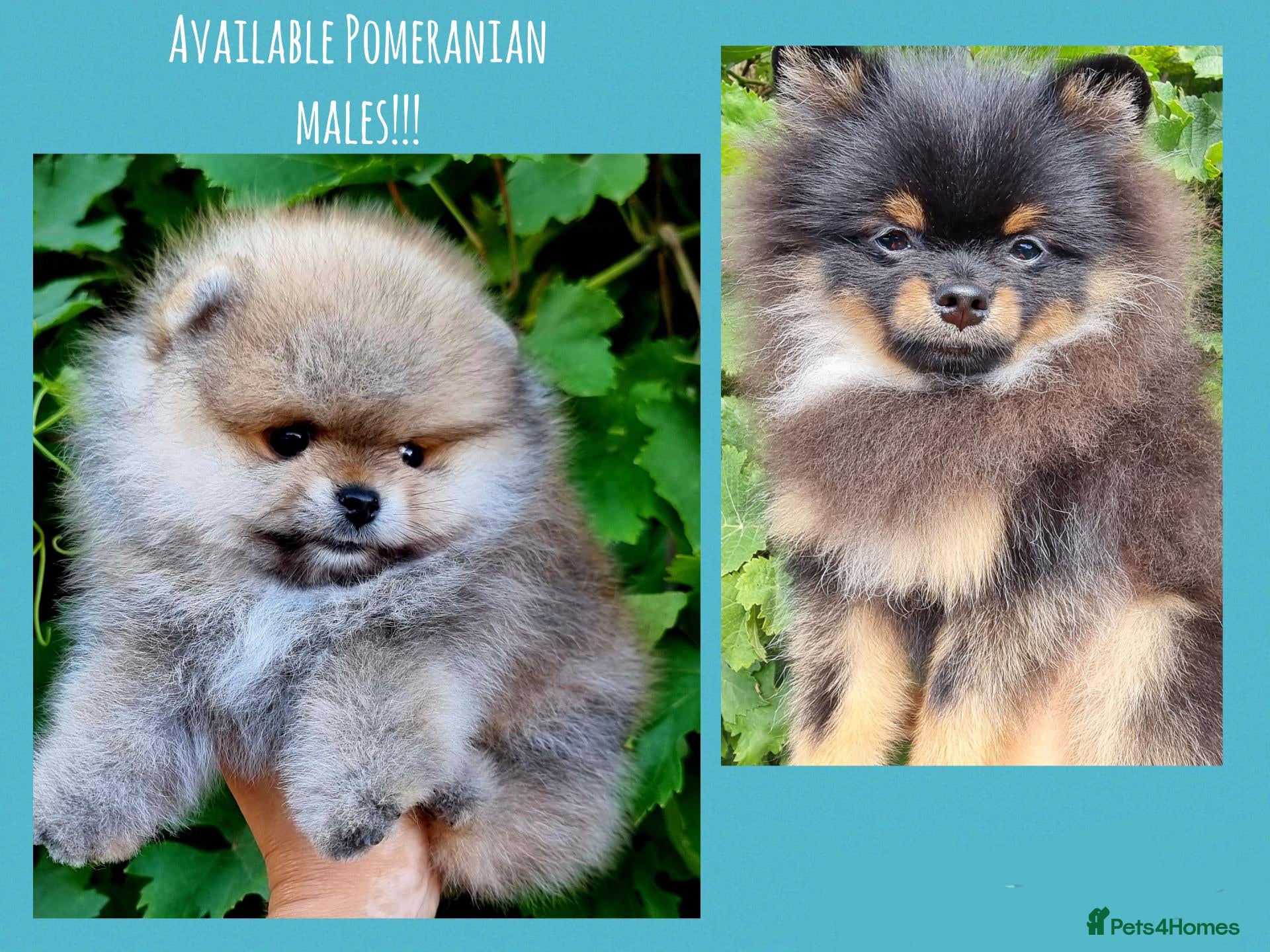 Pomeranian dogs Luxury Pomeranian Puppies for sale!!! - Advert 5