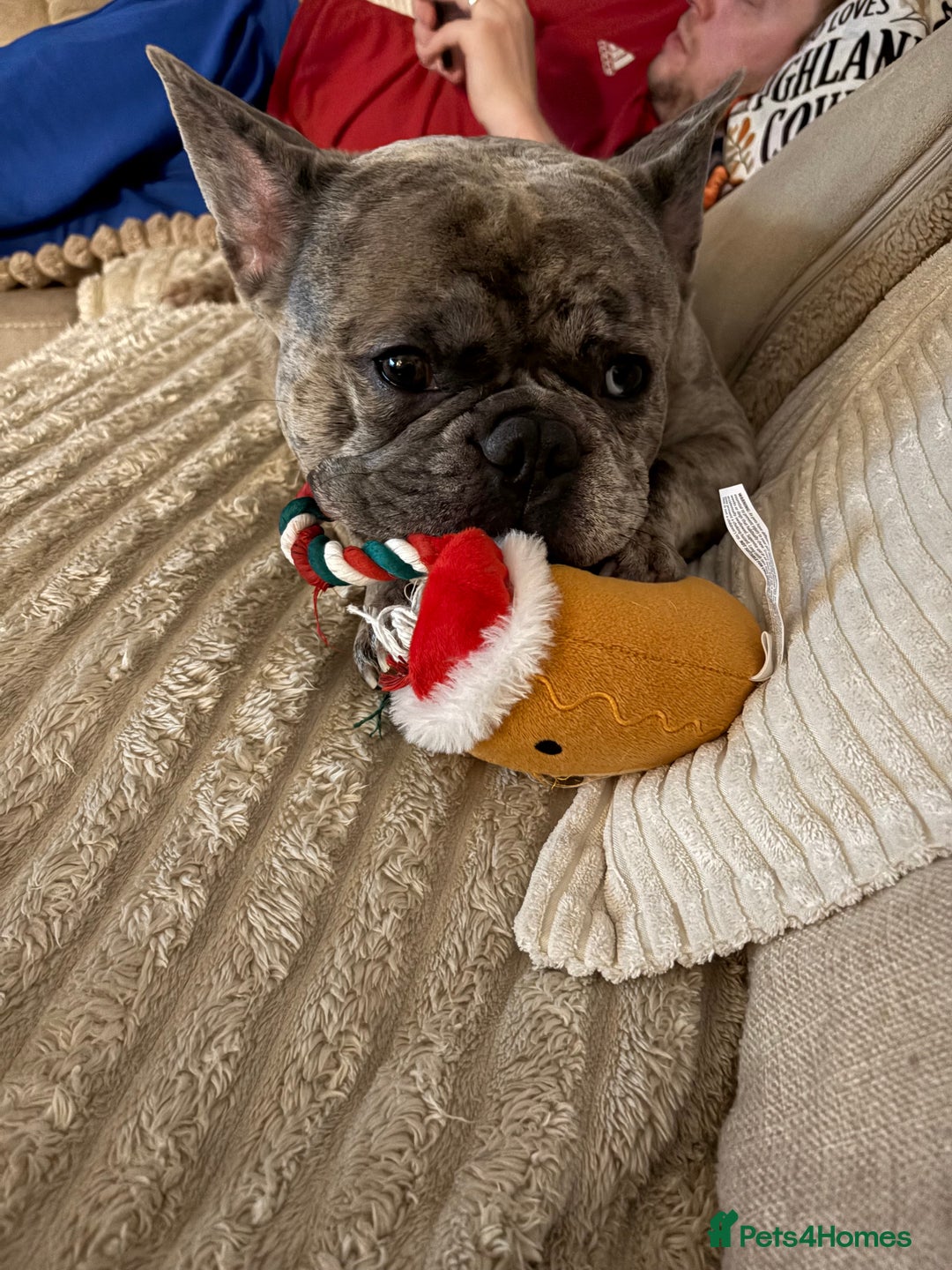 French Bulldog dogs for stud: Male French bulldog for stud in Bristol - Advert 7