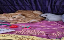 Turkish Angora cats for sale: Turkish angora  - Image 10