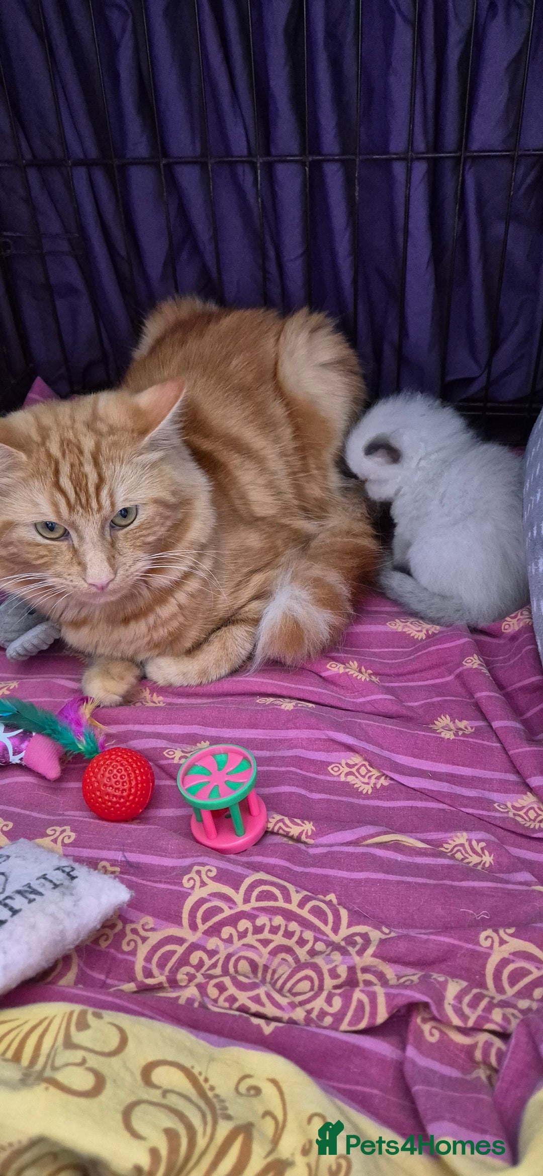 Turkish Angora cats for sale: Turkish angora  - Image 10