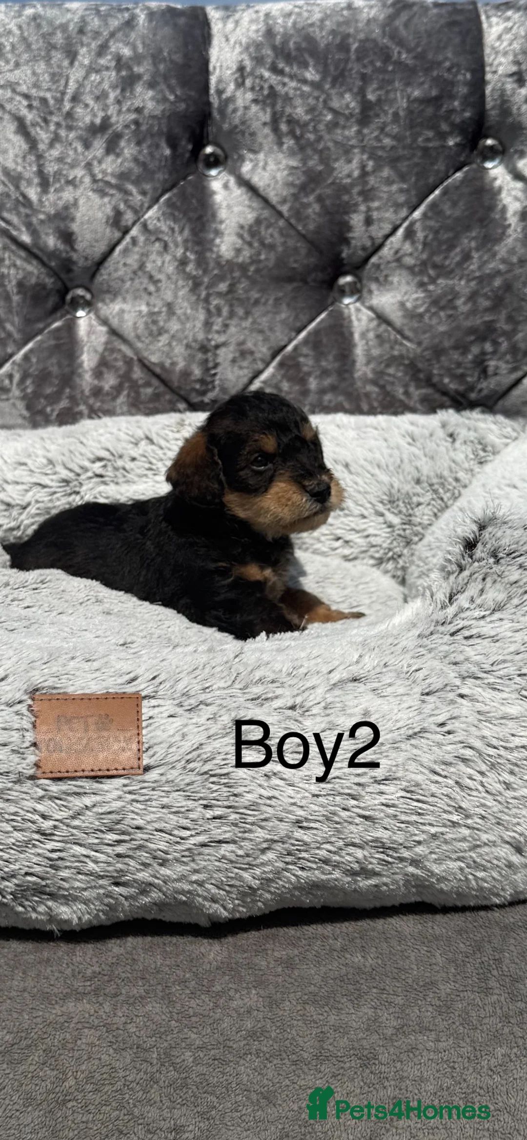 Schnoodle dogs for sale: Stunning ready the week of the school holidays  in Worcester - Advert 12