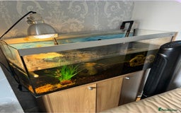 Turtle reptiles for sale: 2 Razorback Turtles - Image 1