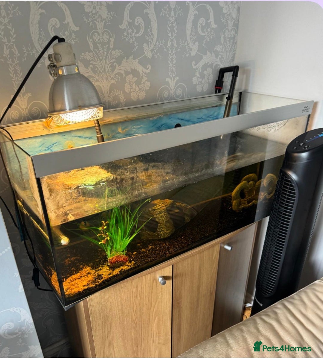 Turtle reptiles for sale: 2 Razorback Turtles - Image 1