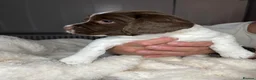 English Springer Spaniel dogs for sale: KC Registered English Springer Spaniel Puppies - Advert 3