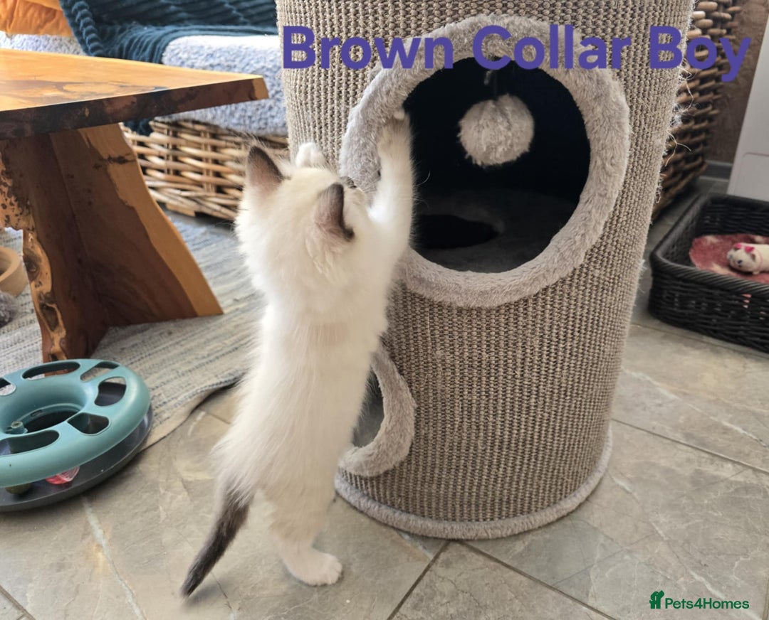Ragdoll cats for sale: Beautiful ragdoll kittens - Image 9