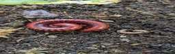 Millipedes invertebrates for sale: Red Fire Millipedes  - Advert 3