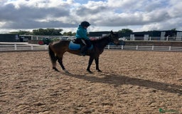 Irish Thoroughbred horses for sale: Lovely 15h mare - Image 11