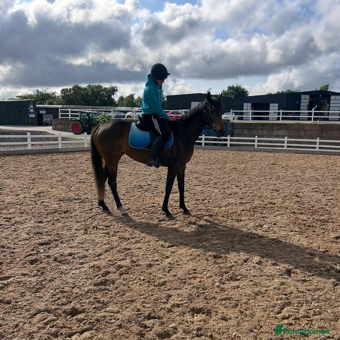 Irish Thoroughbred horses for sale: Lovely 15h mare - Image 11