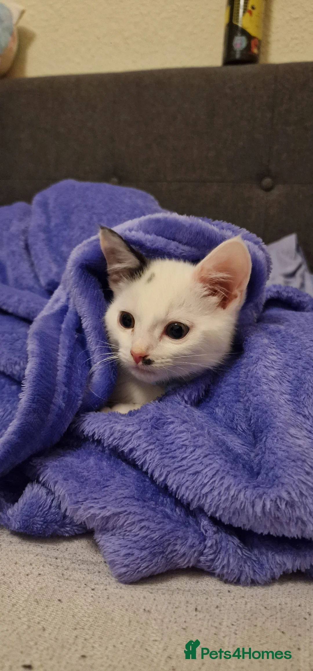 Mixed Breed cats for sale: !!! On hold!!! Cute male kitten. - Advert 4