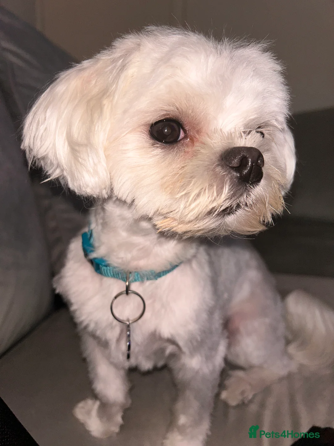 Maltese dogs for stud: Fabulous proven miniature Maltese for stud 🌟 in South Shields - Advert 11