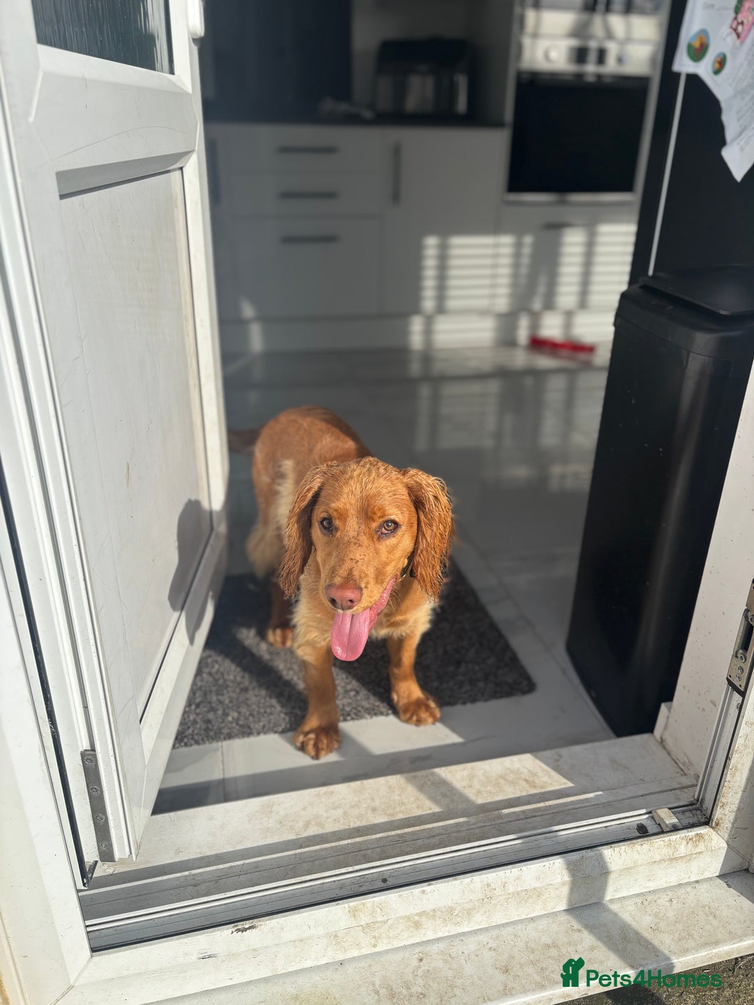 Cocker Spaniel dogs for sale: Cocker spaniel Male 1 year old  - Advert 17