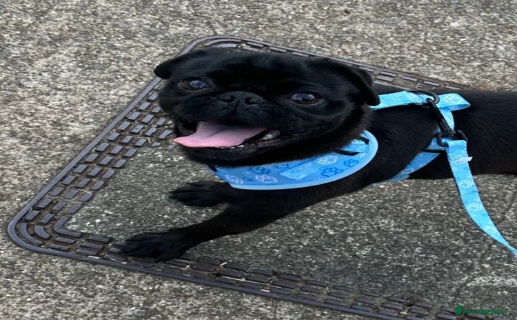 Pug dogs - Advert 1