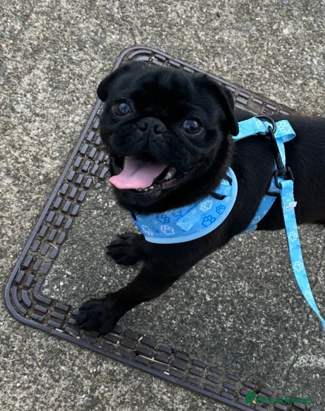 Pug dogs for sale: Onyx - 2 years old  - Image 1
