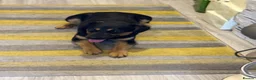 Mixed Breed dogs for adoption: CUTE DEZSO NEEDS LOVE - Advert 13