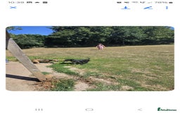 Mixed Breed dogs for sale: 2 female and 1 male dog for rehoming  - Advert 6