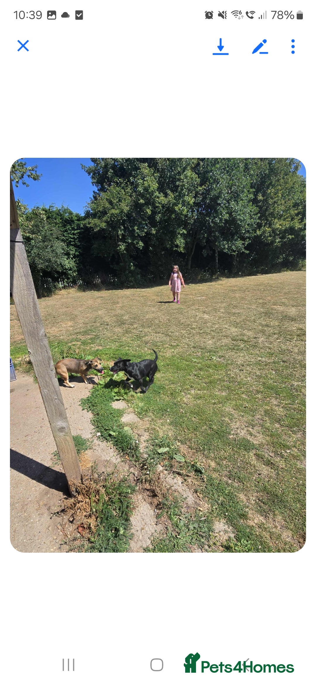 Mixed Breed dogs for sale: 2 female and 1 male dog for rehoming  - Advert 6