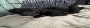 Labrador Retriever Puppy 7 (pink)
