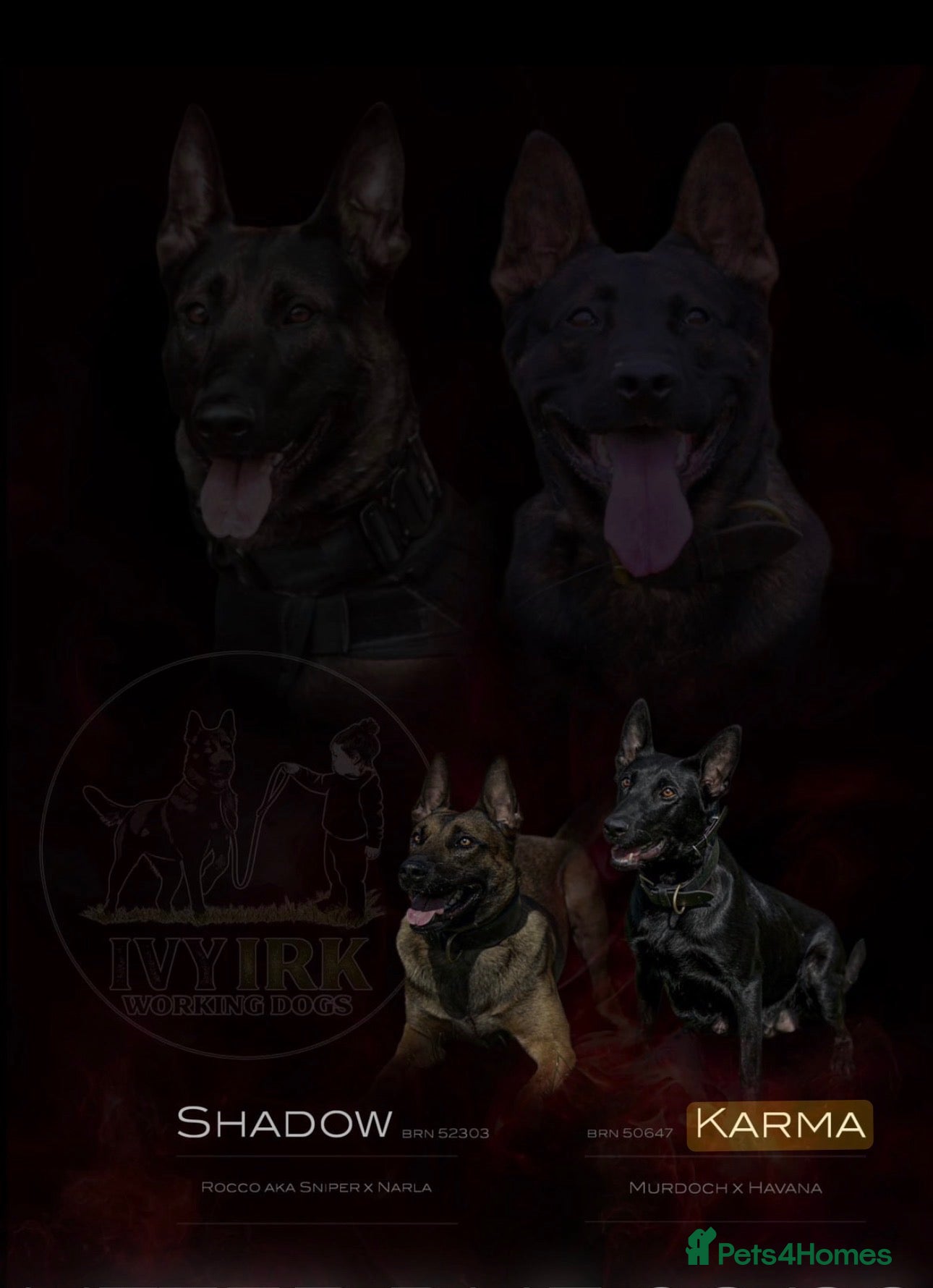 Belgian Shepherd Dog dogs **Rare BLACK Belgian Mallinois BItches** - Advert 1