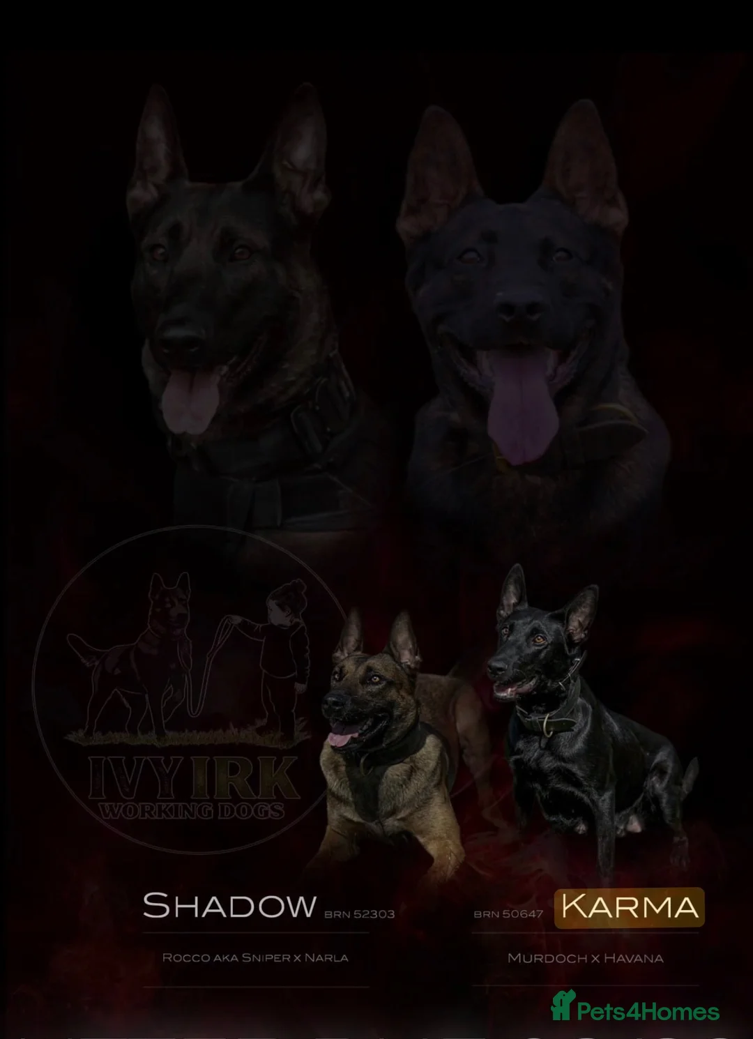 Belgian Shepherd Dog dogs for sale: REDUCED, 2 Females Vaccinated & microchipped! - Advert 1