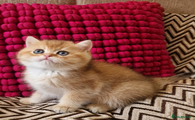 British Shorthair cats for sale - Advert 2