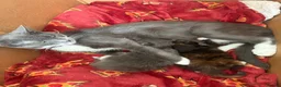 British Longhair cats for sale: Extremely fluffy kittens  - Advert 2