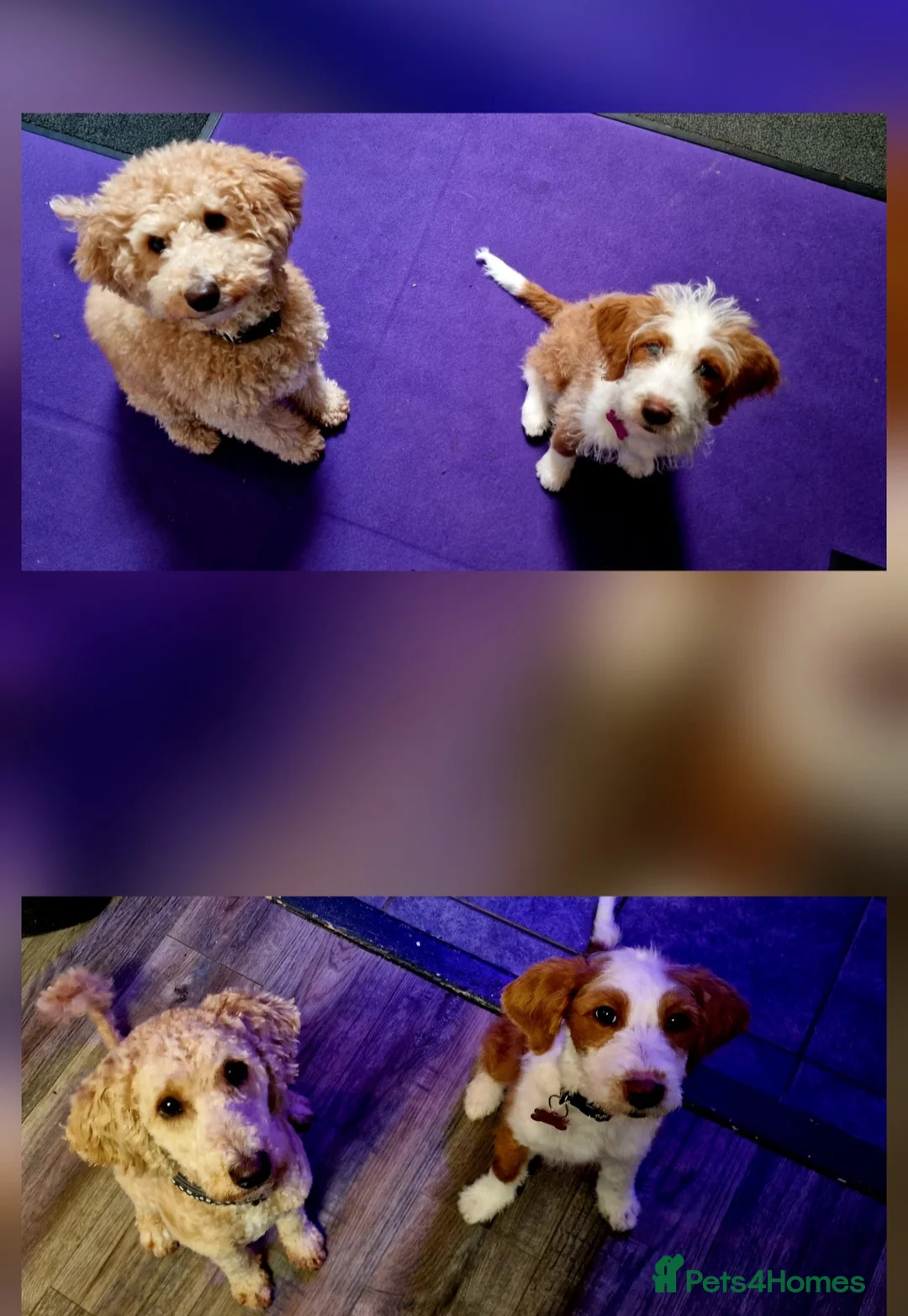 Mixed Breed dogs for sale: COCKERPOO MIX PUPPY Female  - Advert 2