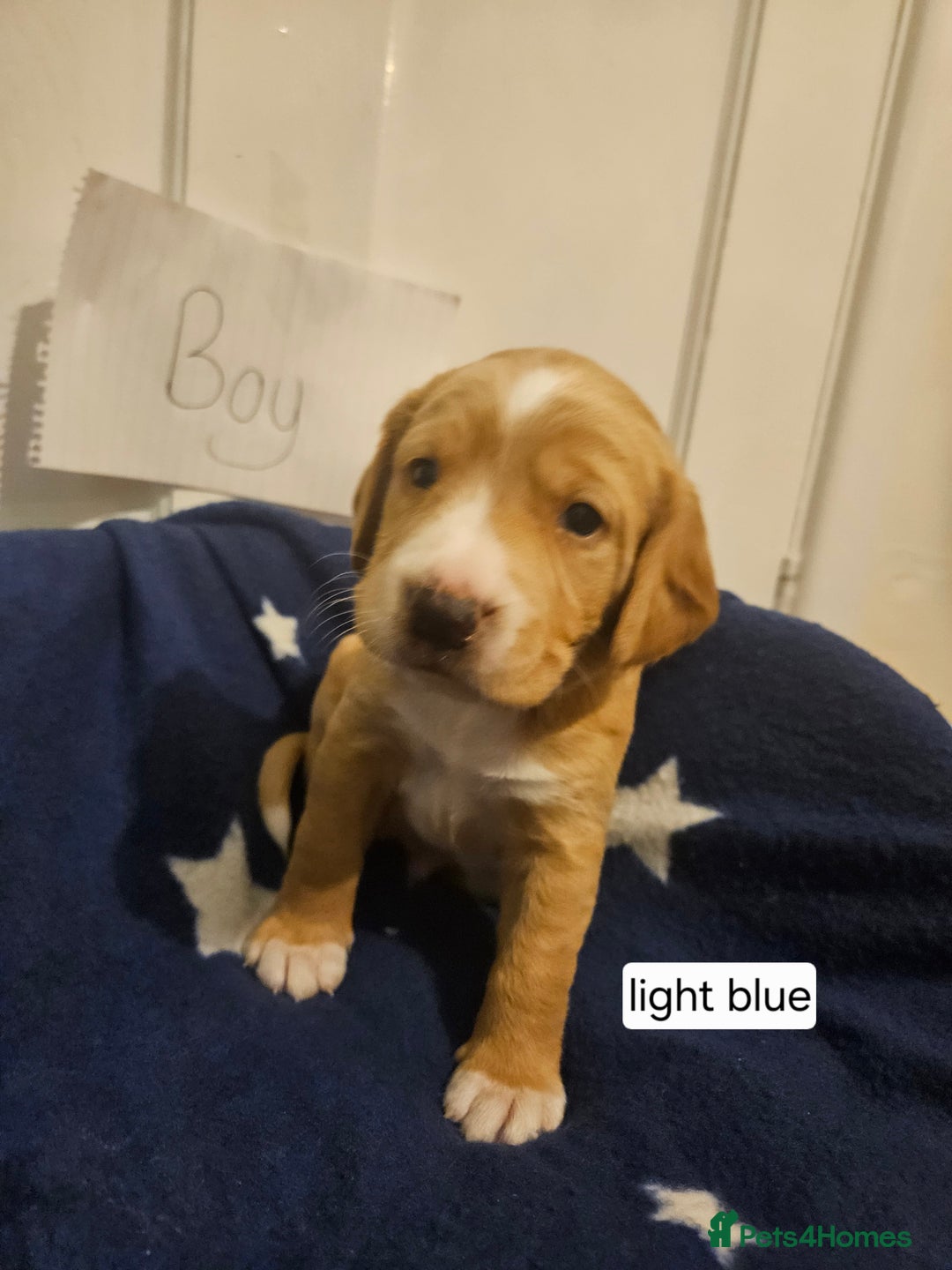 Cockerdor dogs for sale: Beautiful cockador pups - Advert 9