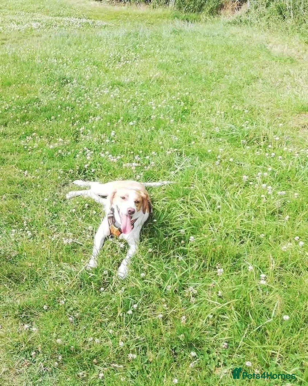 Mixed Breed dogs for adoption: 💚 Toby Hound - no messages, no interest💚 in Caldicot - Advert 1
