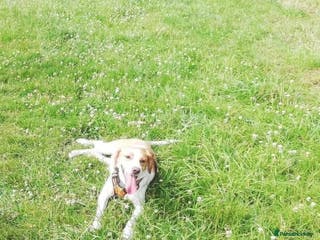 Mixed Breed dogs 💚 Toby Hound - no messages, no interest💚 in Caldicot - Advert 8