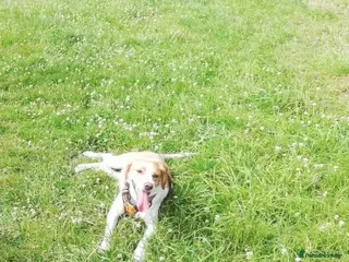 Mixed Breed dogs 💚 Toby Hound - no messages, no interest💚 in Caldicot - Advert 18