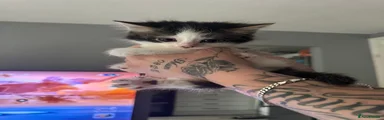 Female Kitten 1