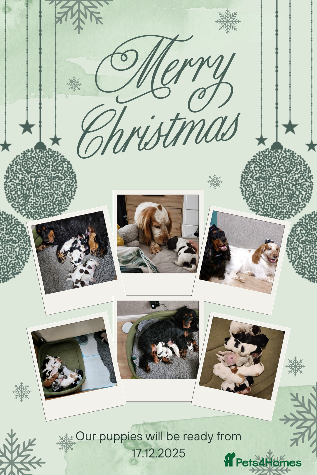 Cocker Spaniel dogs for sale: Show type unique markings cocker spaniel puppies  - Advert 5