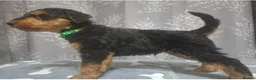 Airedale Terrier dogs for sale: Gorgeous Airedale Litter! - Advert 4