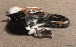 Mixed Breed cats for sale: 4 Gorgeous Kittens - Ready 1/11/25 - Image 10