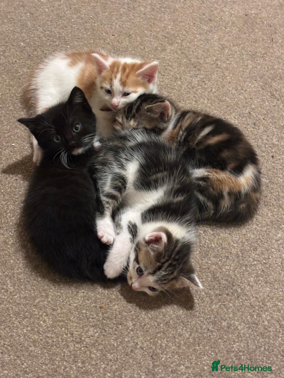 Mixed Breed cats for sale: 4 Gorgeous Kittens - Ready 1/11/25 - Image 10