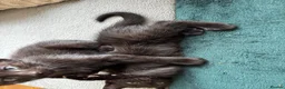 Domestic Shorthair cats for sale: 3 Kittens Ready Oct 4th - WR12 - Advert 14