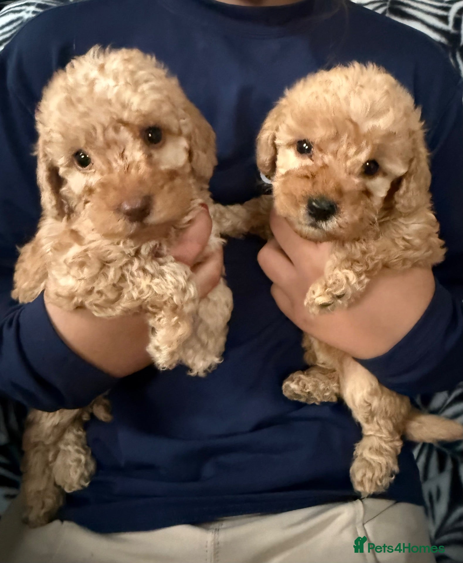 Labradoodle dogs Beautiful small / miniature labradoodles  - Advert 1
