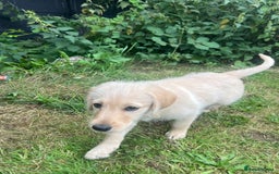 Labradoodle dogs for sale: Labradoodle  - Image 14