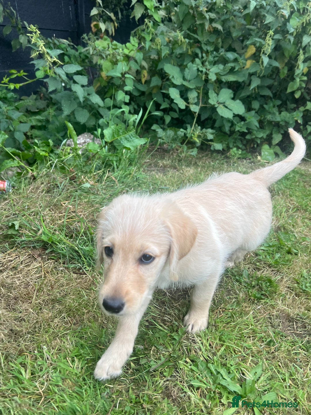 Labradoodle dogs for sale: Labradoodle  - Image 14