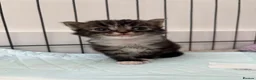 Mixed Breed cats for sale: Beautiful Kittens Looking for Their Forever Home - Advert 14